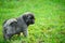 Portrait of young Illyrian Shepherd Dog puppy Sarplaninac, Yugoslavian Shepherd, Shepherd from the Sharr Mountains