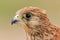 Portrait of a young kestrel