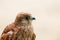 Portrait of a young kestrel