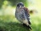 portrait of a young kestrel, looking