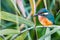 Portrait of young kingfisher Alcedo atthis in the sunlight