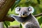 Portrait of a young koala, Australia