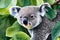 Portrait of a young koala, Australia