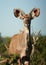 Portrait of young kudu bull