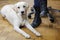 Portrait of a young Labrador retriever dog lying next to his owner\'s feet