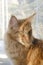 Portrait of a young large red marble Maine coon cat