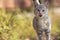 Portrait of a young licking kitten walking in nature, fluffy pets