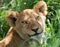 Portrait of a young lion. Kenya. Tanzania. Maasai Mara. Serengeti.