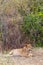 Portrait of a young lioness in a thick bush Masai Mara. Kenya, Africa