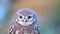 Portrait of young Little owl Athene noctua. Close Up.