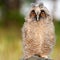Portrait of a young long-eared owl Asio otus