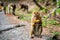 Portrait of Young Macaca leonina eating fruits on the road. Animal. Northern Pig-tailed Macaque