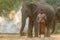 Portrait of young mahout portrait Holding a hook with his elephant