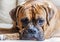 Portrait of a young male breed German boxer close-up