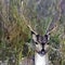 Portrait of young male chital or cheetal, also known as spotted deer or axis deer - Jim Corbett National Park, India