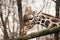 Portrait of a young male Reticulated Giraffe, Giraffa camelopardalis reticulata. Close up portrait of Masai giraffe