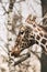 Portrait of a young male Reticulated Giraffe, Giraffa camelopardalis reticulata. Close up portrait of Masai giraffe