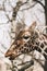 Portrait of a young male Reticulated Giraffe, Giraffa camelopardalis reticulata. Close up portrait of Masai giraffe