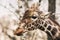 Portrait of a young male Reticulated Giraffe, Giraffa camelopardalis reticulata. Close up portrait of Masai giraffe