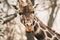 Portrait of a young male Reticulated Giraffe, Giraffa camelopardalis reticulata. Close up portrait of Masai giraffe