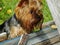 Portrait of young male Yorkshire Terrier, assembled with red rubber band tail of hair on the head.