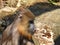 Portrait of an young mandrill