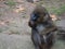 Portrait of a young mandrill monkey