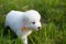 Portrait of a young maremma sheepdog puppy walking outside in the grass. Cute white maremmano abruzzese puppy