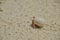 Portrait of a young marine hermit