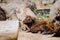 Portrait of a young mishmi takin resting on the ground