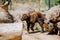 Portrait of a young mishmi takin walking on the ground