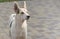 Portrait of young mixed breed positive dog standing on a street