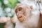 Portrait of a young monkey on a jungle background. Curious monkey photographed close-up