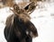 Portrait of a young moose in winter