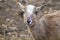 Portrait of a young mouflon ewe