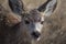 Portrait of a Young Mule Deer with a Snack