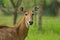 Portrait of a young nilgai