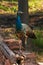 Portrait of a Young Peacock on wall