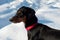 Portrait of a young pincher dog on a snow