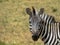 Portrait of a young plains zebra, Copy space