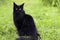 portrait of young purebred pedigreed cat, black maine coon with bright green eyes on the grass on the gras