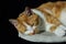 Portrait of a young red-brown cat lying on a fluffy scratching post in front of a dark background and relaxing comfortably