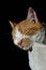 Portrait of a young red-brown cat lying on a fluffy scratching post in front of a dark background and relaxing with relish