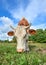 Portrait of young red and white spotted cow. Cow muzzle close up. Cow grazing on the farm