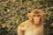 Portrait of young Rhesus Macaque, New Delhi