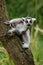 Portrait of young ring-tailed lemur, Lemur catta, climbing on tree trunk. Fidgety primate with beautiful orange eyes.