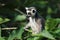 Portrait of young ring-tailed lemur, Lemur catta, sitting in green leaves. Primate with beautiful orange eyes. Endangered animal.