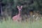 Portrait of a young roebuck. Capreolus capreolus.