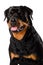 Portrait of young Rottweiler