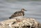 Portrait young ruddy turnstone Arenaria interpres